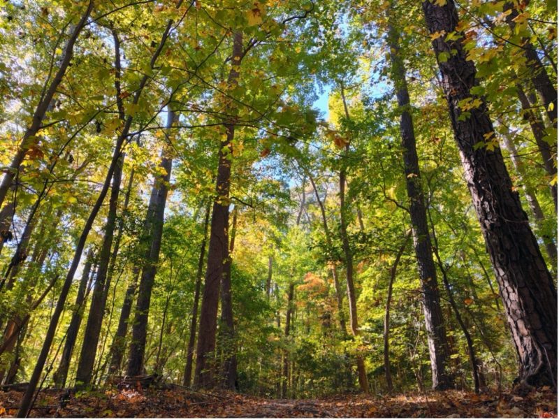 trees with green leaves