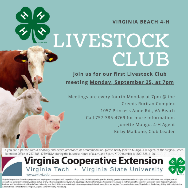 virginia beach livestock club flier, cattle, goat, pig